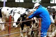 هشدار فوری دامپزشکی محمودآباد درخصوص پیشگیری از شیوع تب برفکی