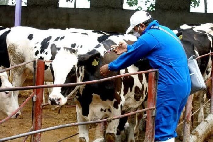 هشدار فوری دامپزشکی محمودآباد درخصوص پیشگیری از شیوع تب برفکی