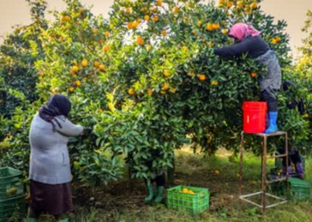 رنگ آوری مرکبات غیراخلاقی و خطری برای سلامت جامعه است