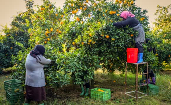 رنگ آوری مرکبات غیراخلاقی و خطری برای سلامت جامعه است