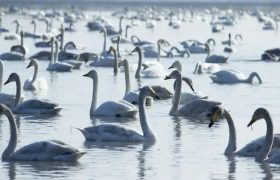 سرخرود؛ الگوی موفق حفاظت از پرندگان مهاجر