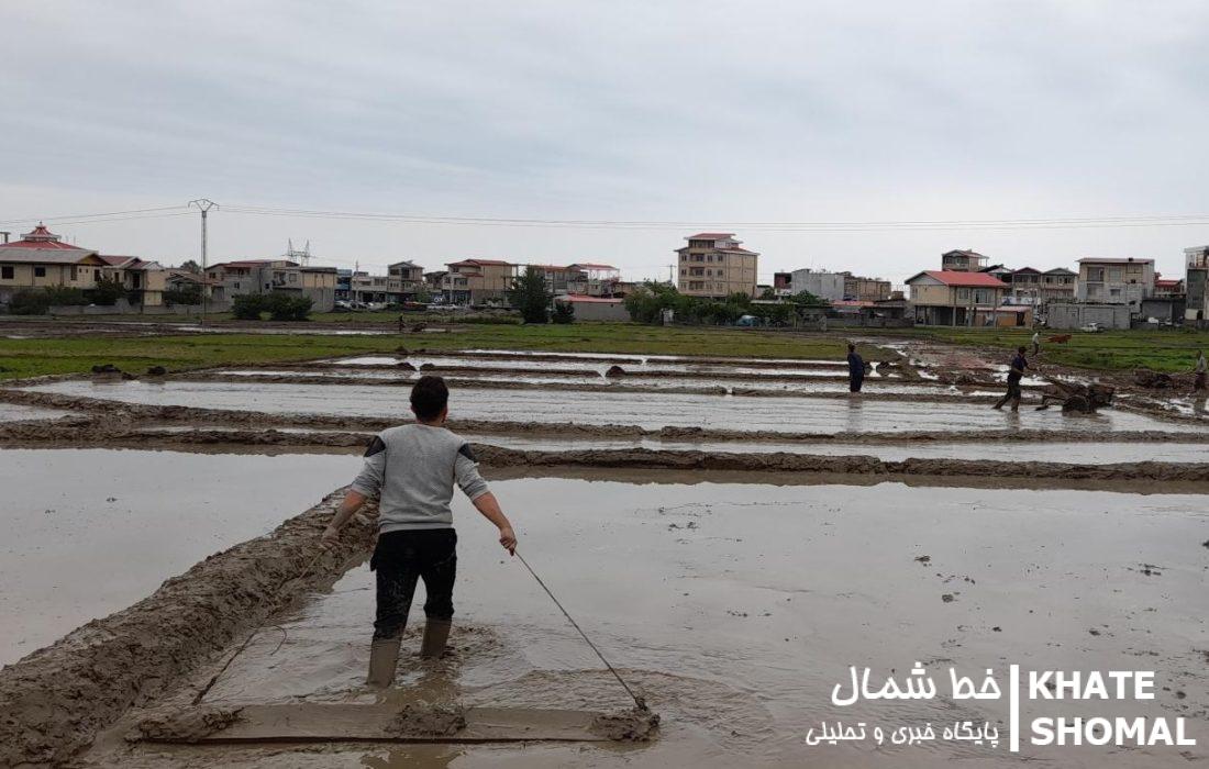 نغمه کار در شالیزارها