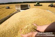 صیانت از دسترنج گندم‌کاران در فصل برداشت