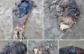 خزر و تراژدی مرگ فوک‌ها