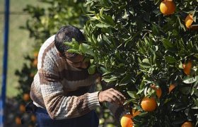 باغبانی مازندران درگیر کم‌آبی
