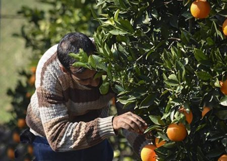 باغبانی مازندران درگیر کم‌آبی