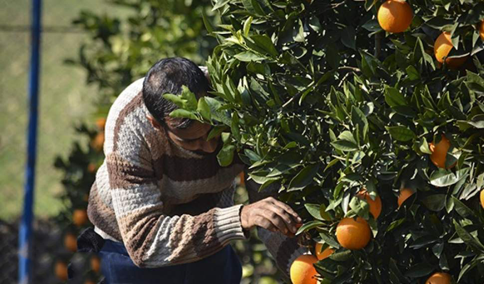 باغبانی مازندران درگیر کمآبی