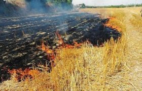 دود کاه و کلش؛ عامل پنهان تصادفات جاده‌ای زیر ذره‌بین